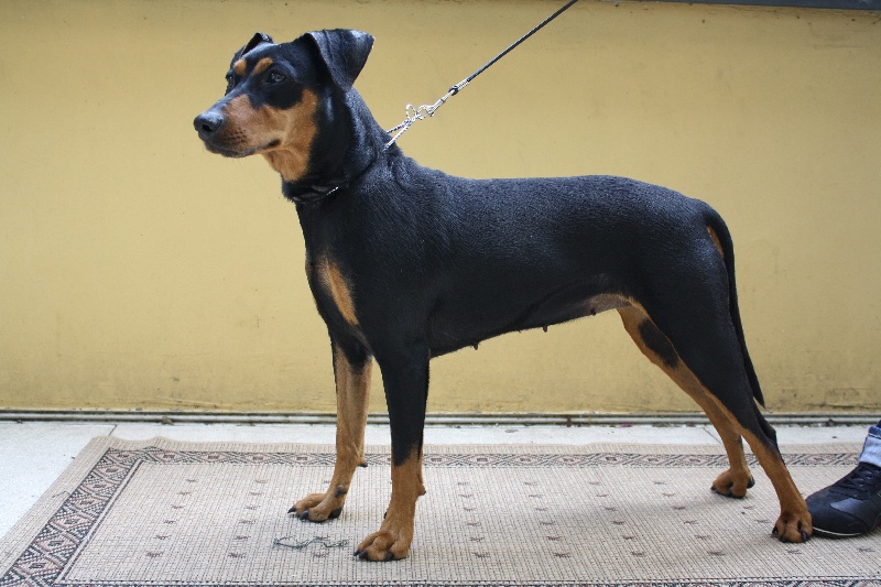 Tabatha (co-owned) vom awarenring