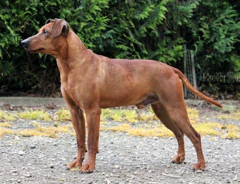 CH. Picwick black bohemia
