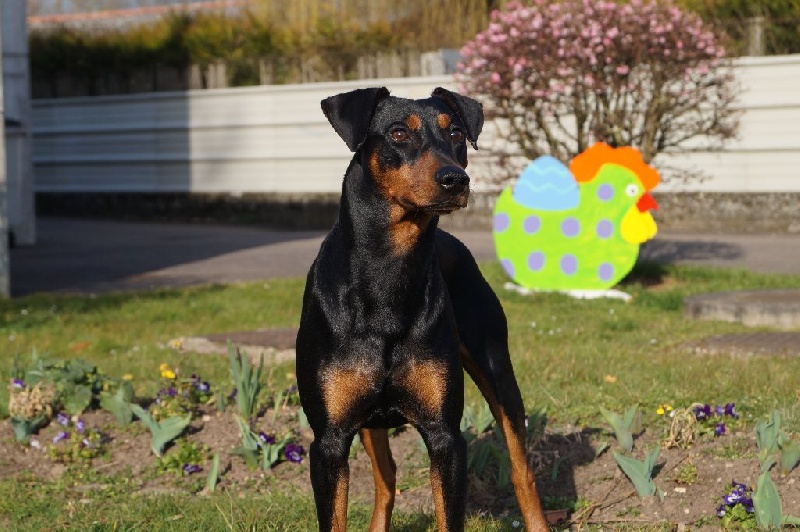 CH. Iago, le beau des fringants complices