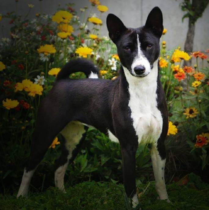 Mebeli l'irrésistible des fringants complices