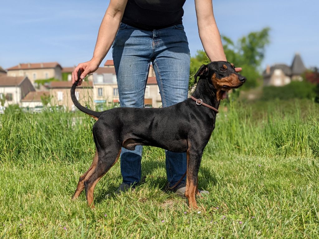 Rocko, le quarter-back des fringants complices