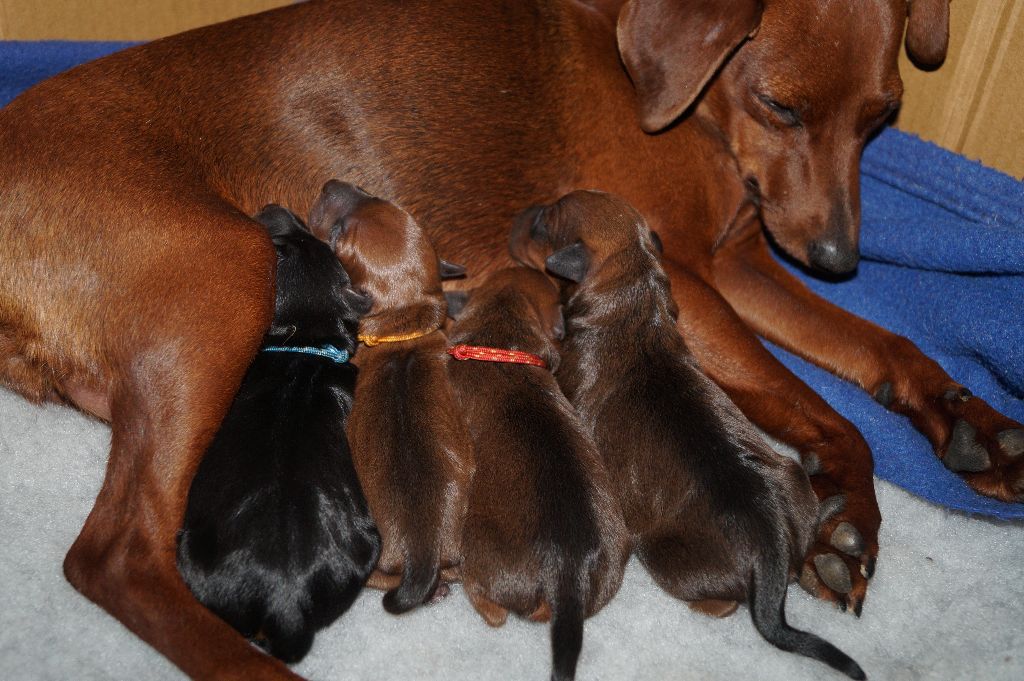 des fringants complices - Pinscher nain - Portée née le 03/06/2017