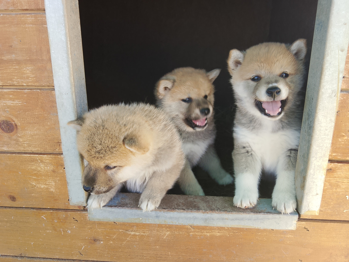 Chiot Shiba des fringants complices