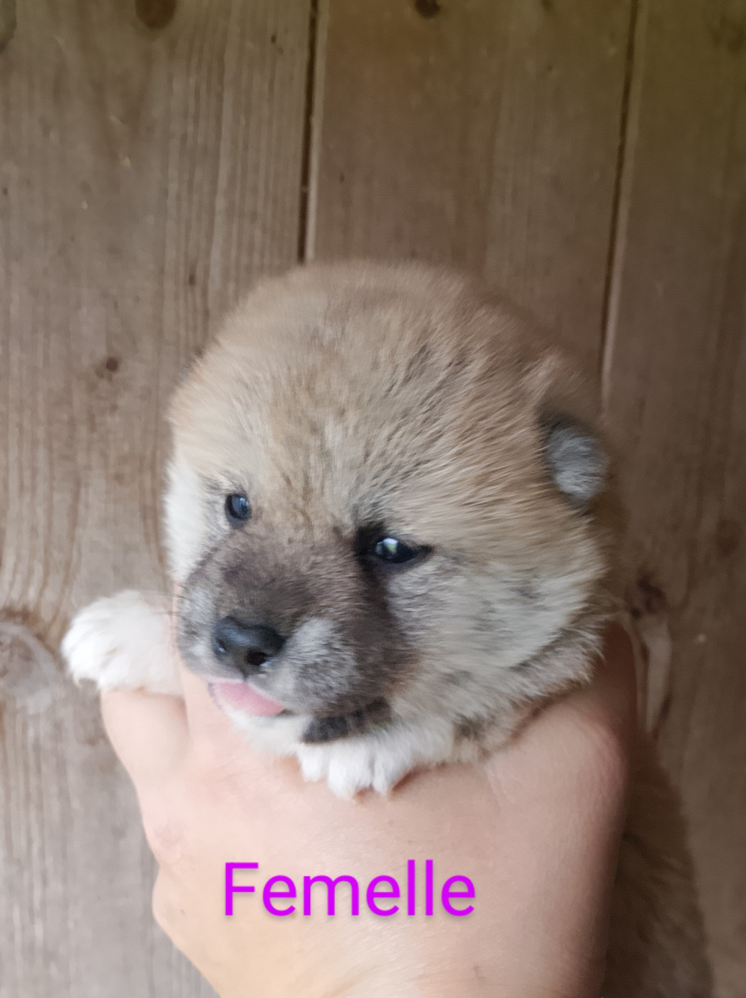 des fringants complices - Chiots disponibles - Shiba