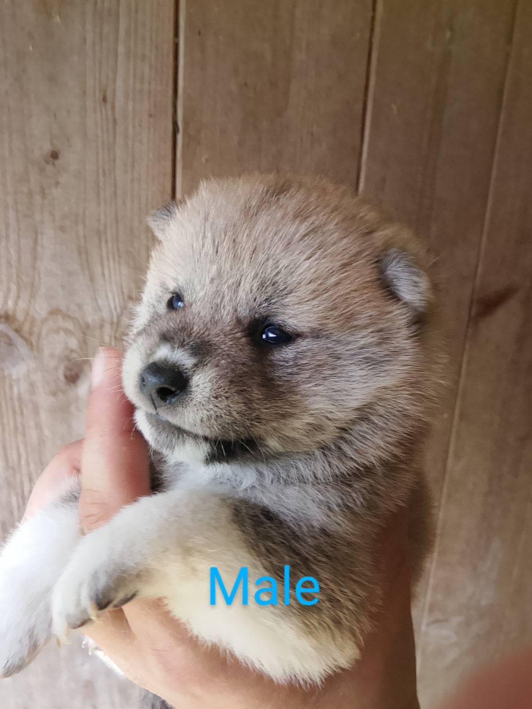 des fringants complices - Chiots disponibles - Shiba