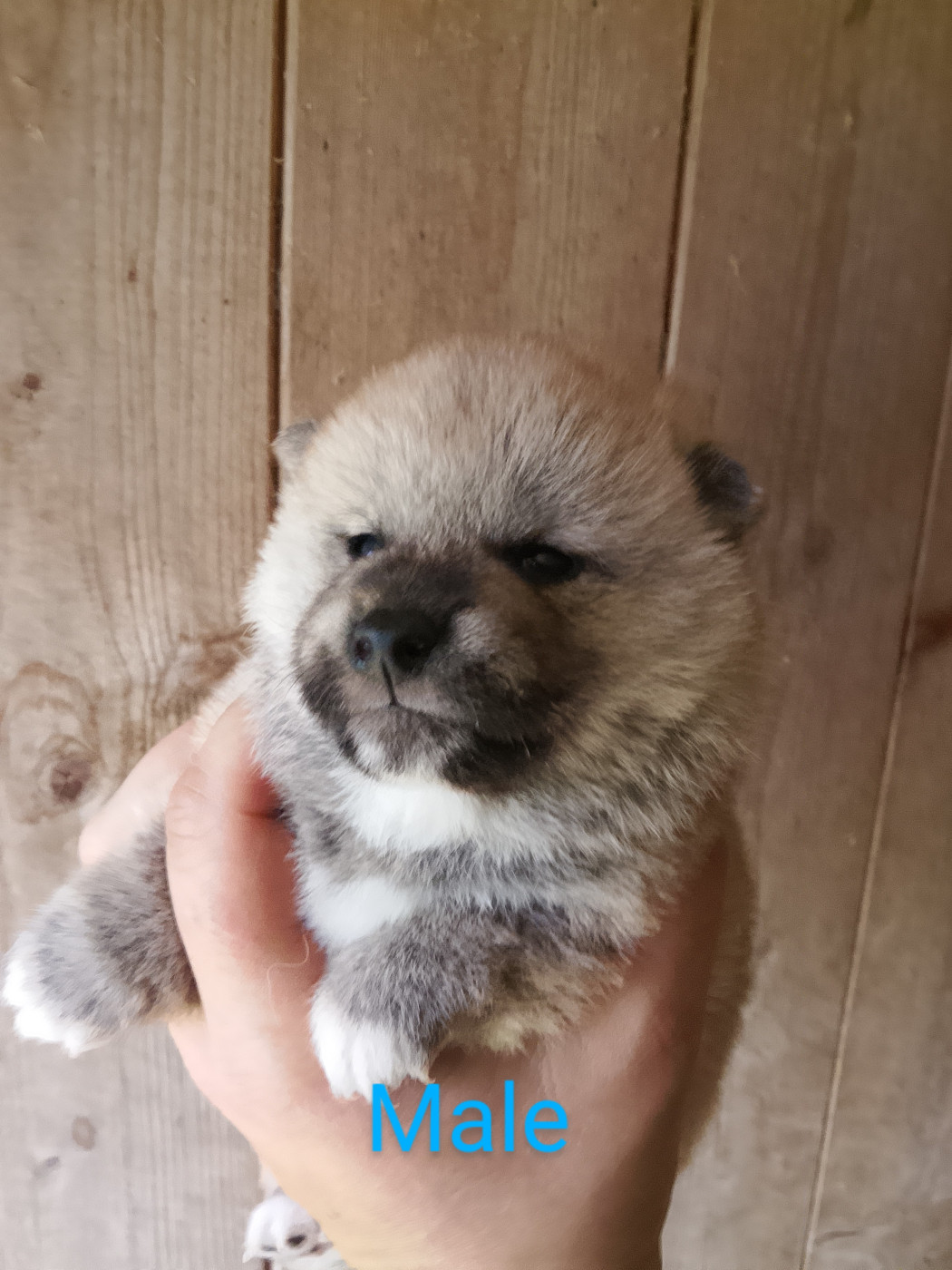 des fringants complices - Chiots disponibles - Shiba