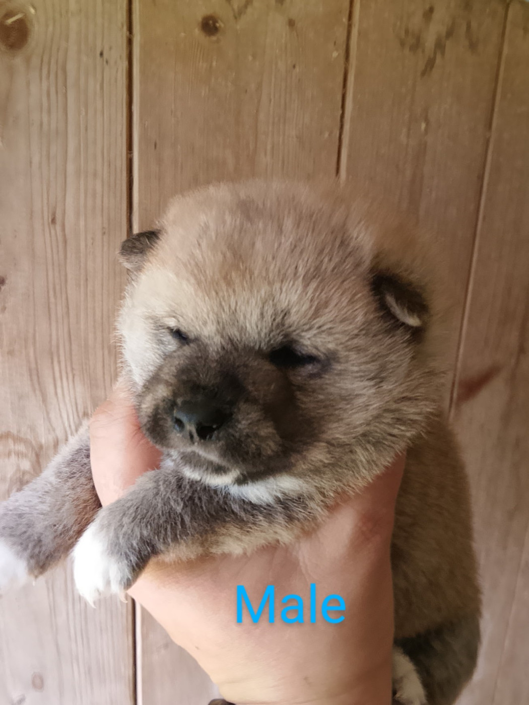 des fringants complices - Chiots disponibles - Shiba