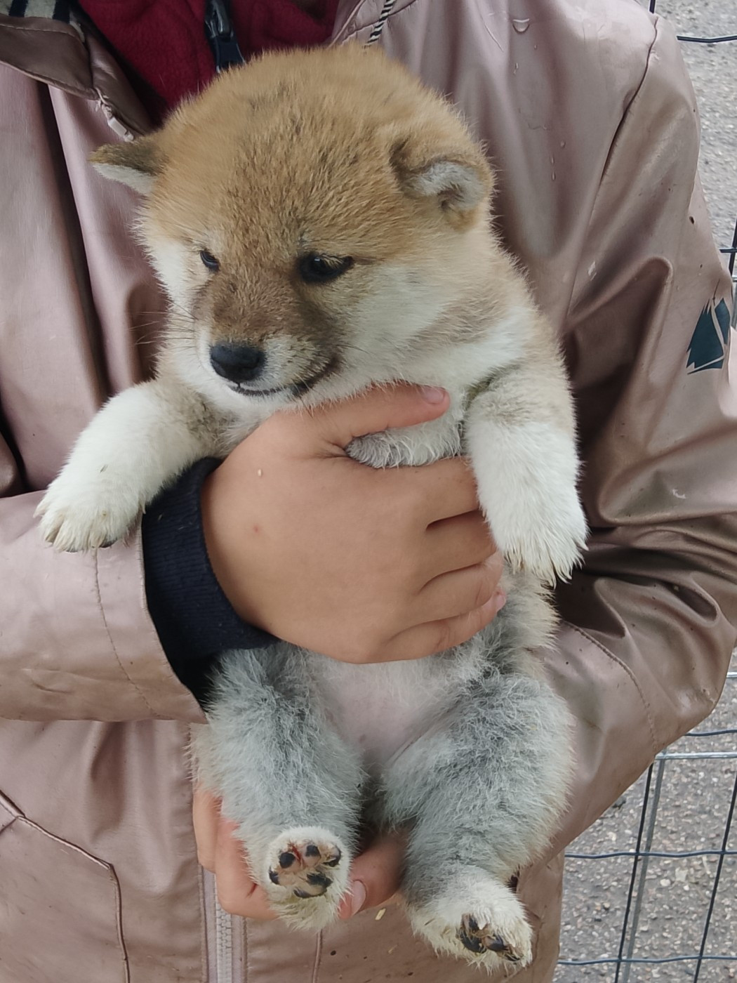 des fringants complices - Chiots disponibles - Shiba