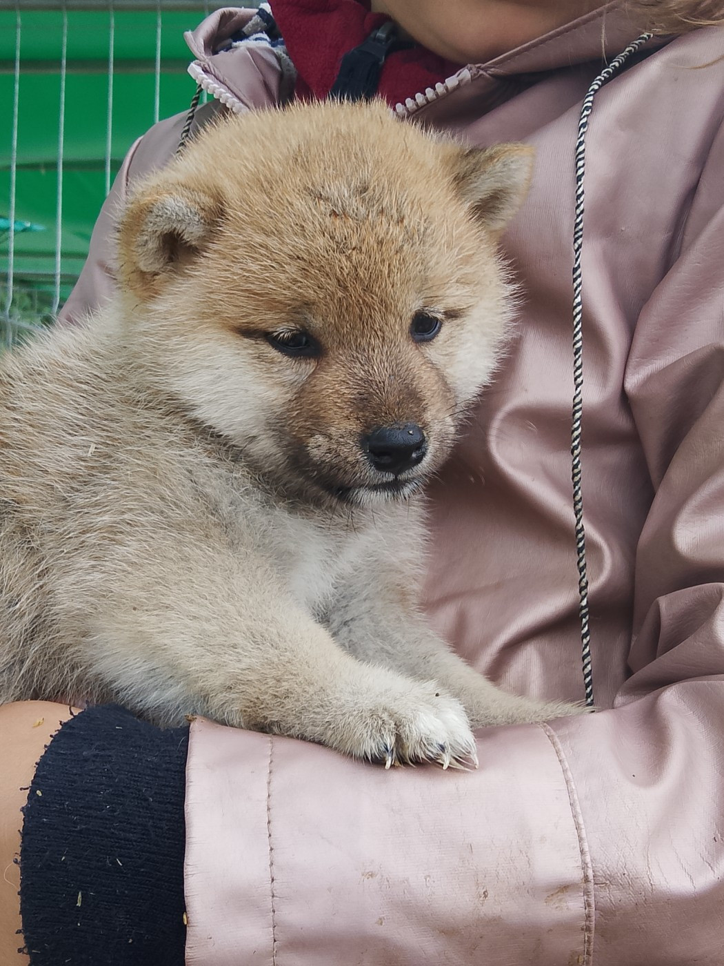 des fringants complices - Chiots disponibles - Shiba