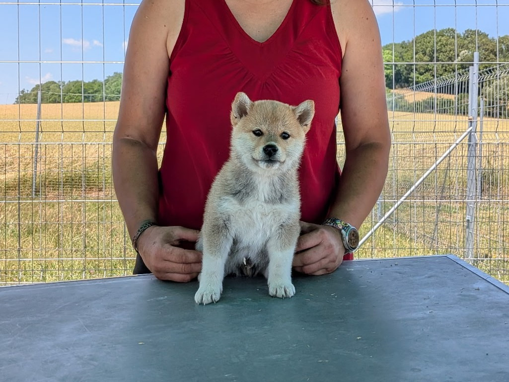 des fringants complices - Chiots disponibles - Shiba