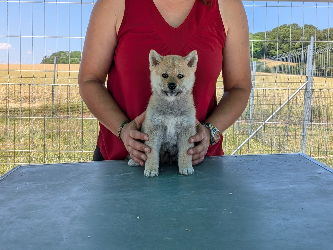 des fringants complices - Chiots disponibles - Shiba