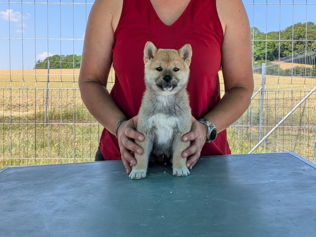 des fringants complices - Chiots disponibles - Shiba