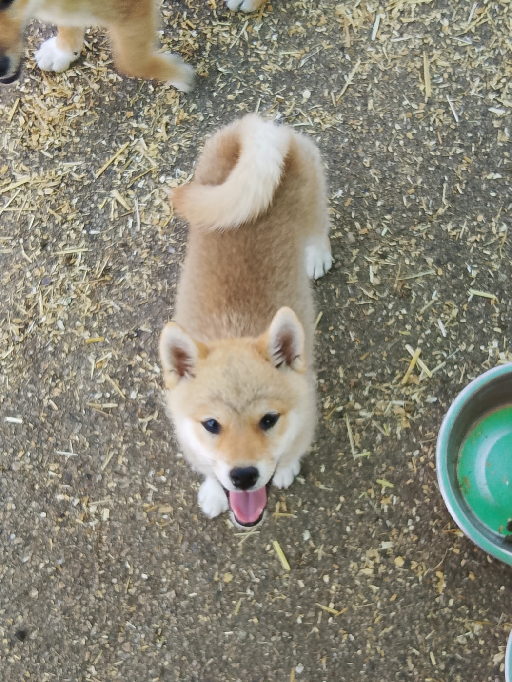 des fringants complices - Chiots disponibles - Shiba