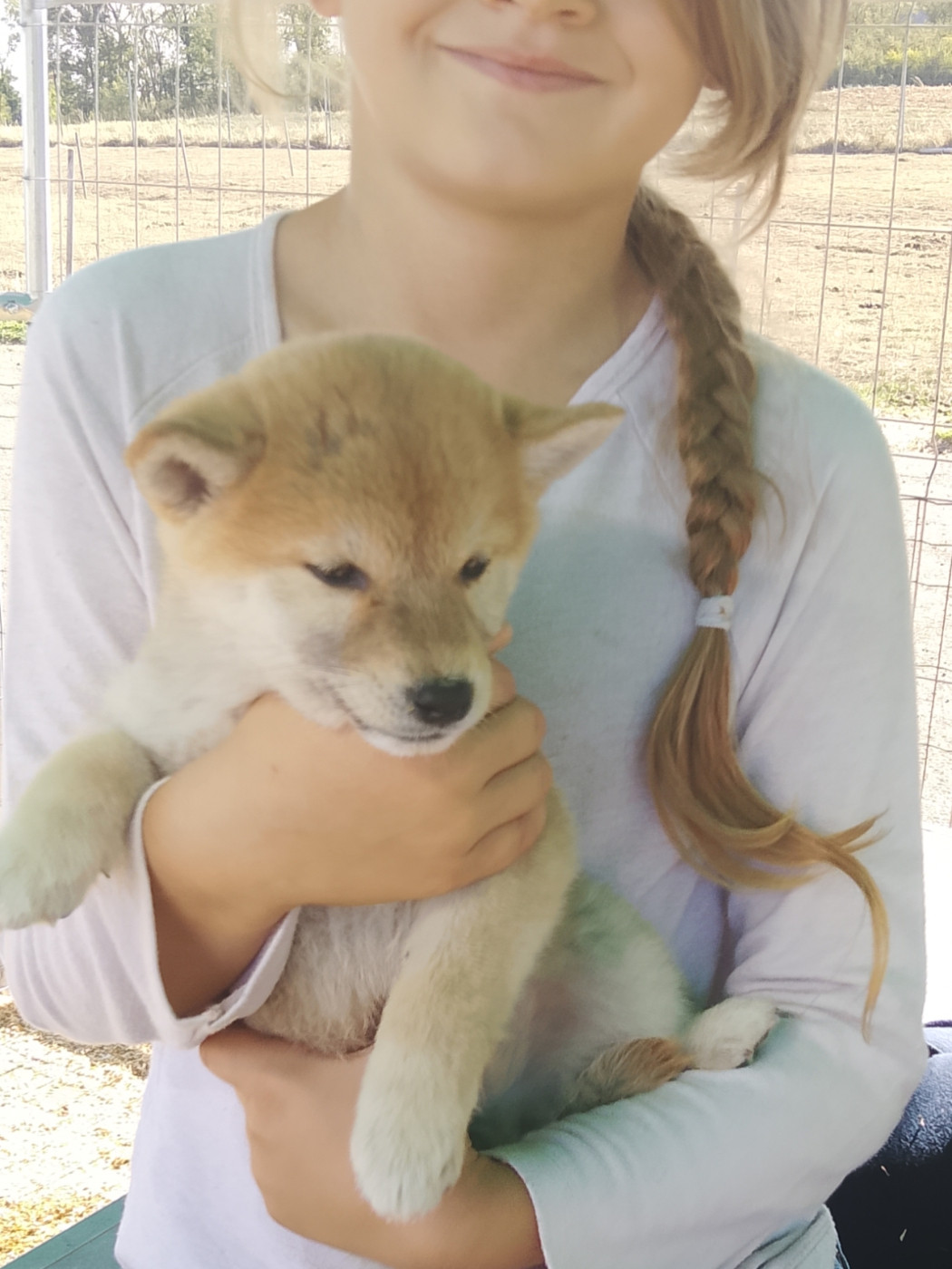 des fringants complices - Chiots disponibles - Shiba