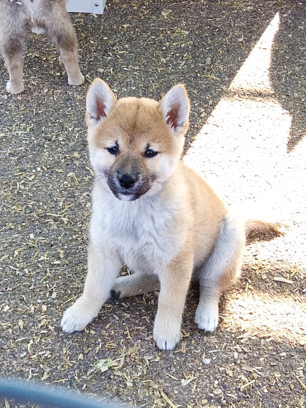 des fringants complices - Chiots disponibles - Shiba