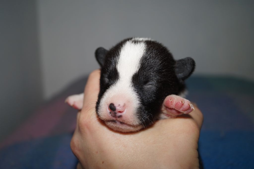 des fringants complices - Basenji - Portée née le 02/01/2021