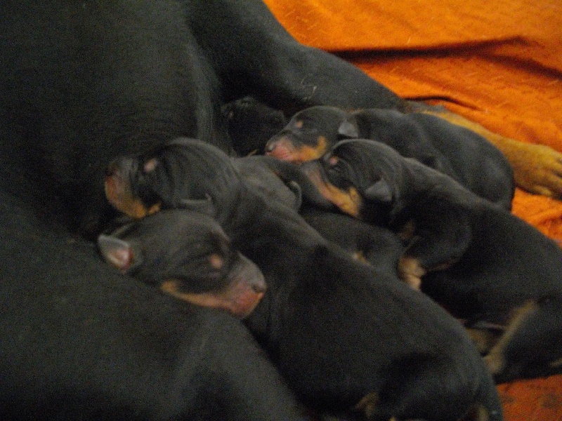 des fringants complices - Pinscher Allemand - Portée née le 24/07/2013