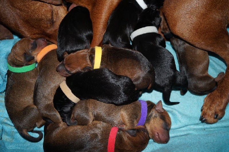 des fringants complices - Pinscher Allemand - Portée née le 29/04/2015