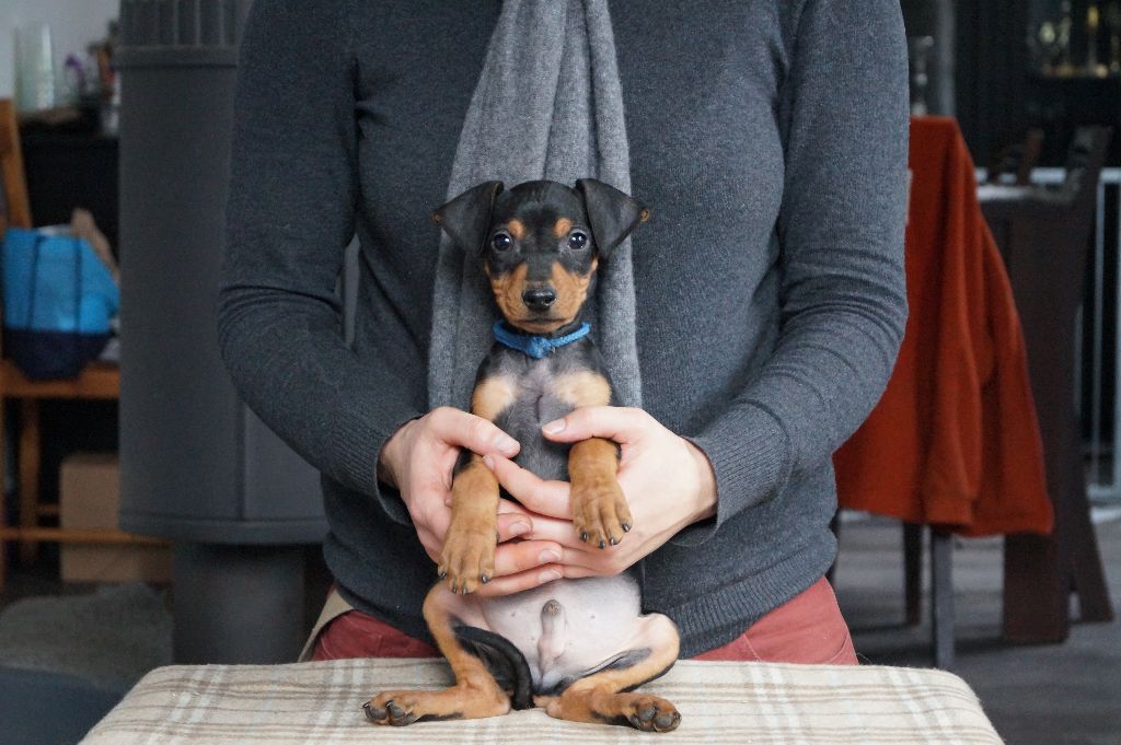 des fringants complices - Pinscher Allemand - Portée née le 16/09/2018