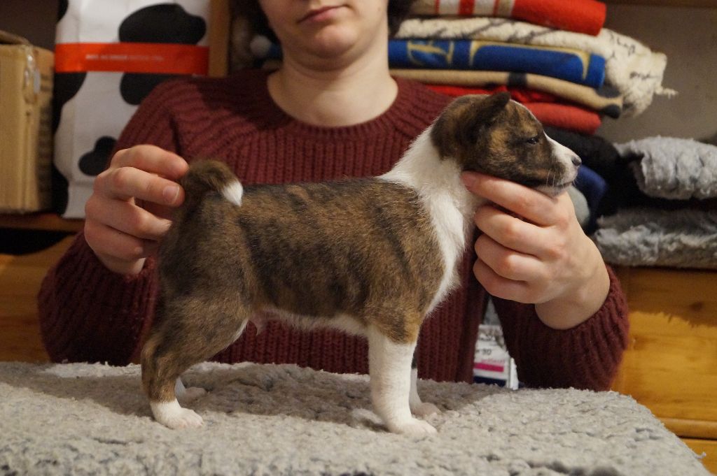 des fringants complices - Basenji - Portée née le 05/12/2017