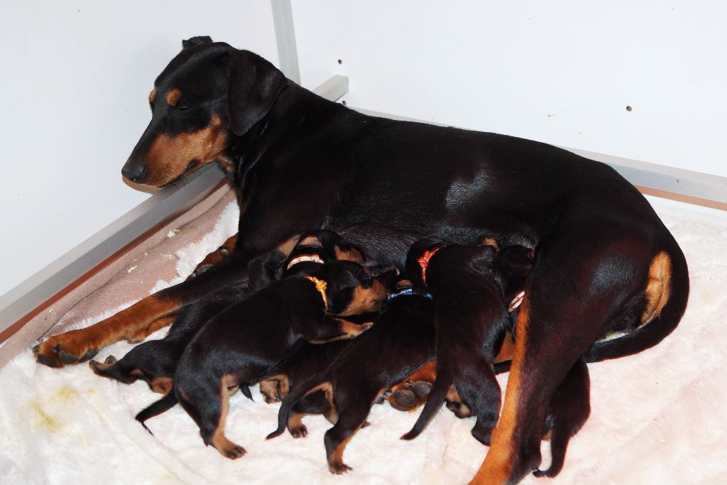 des fringants complices - Pinscher Allemand - Portée née le 19/07/2021