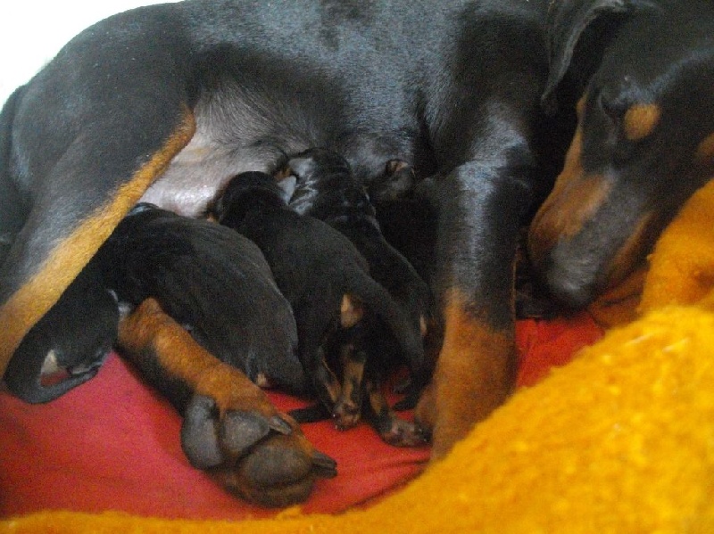 des fringants complices - Pinscher Allemand - Portée née le 11/03/2014