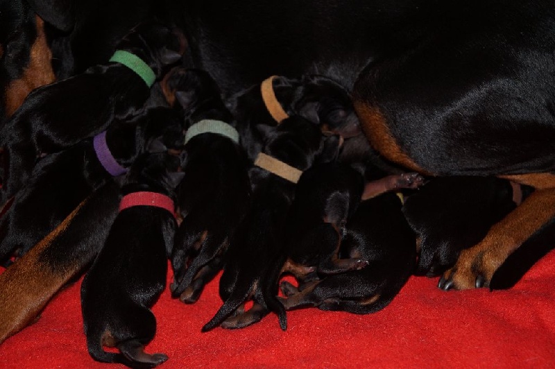 des fringants complices - Pinscher Allemand - Portée née le 25/08/2015