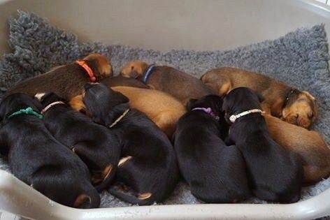 des fringants complices - Pinscher Allemand - Portée née le 07/06/2016