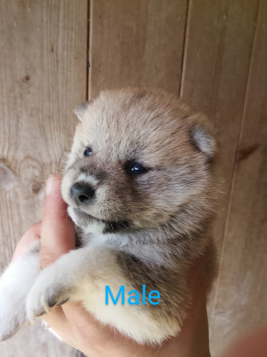 Chiot N°3