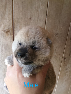 Chiot N°4