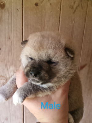 Chiot N°6