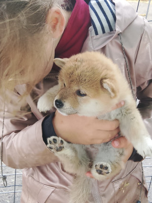 Chiot N°1