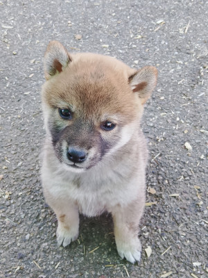 Chiot N°1