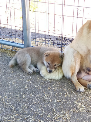 Chiot N°4
