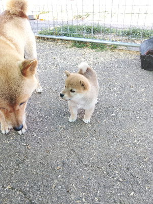Chiot N°5