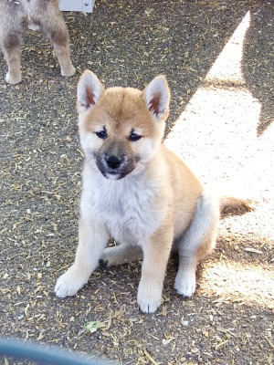 Chiot N°3