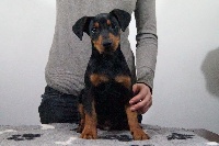 Jonas