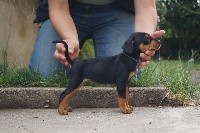 Olie