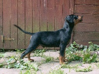 Igor