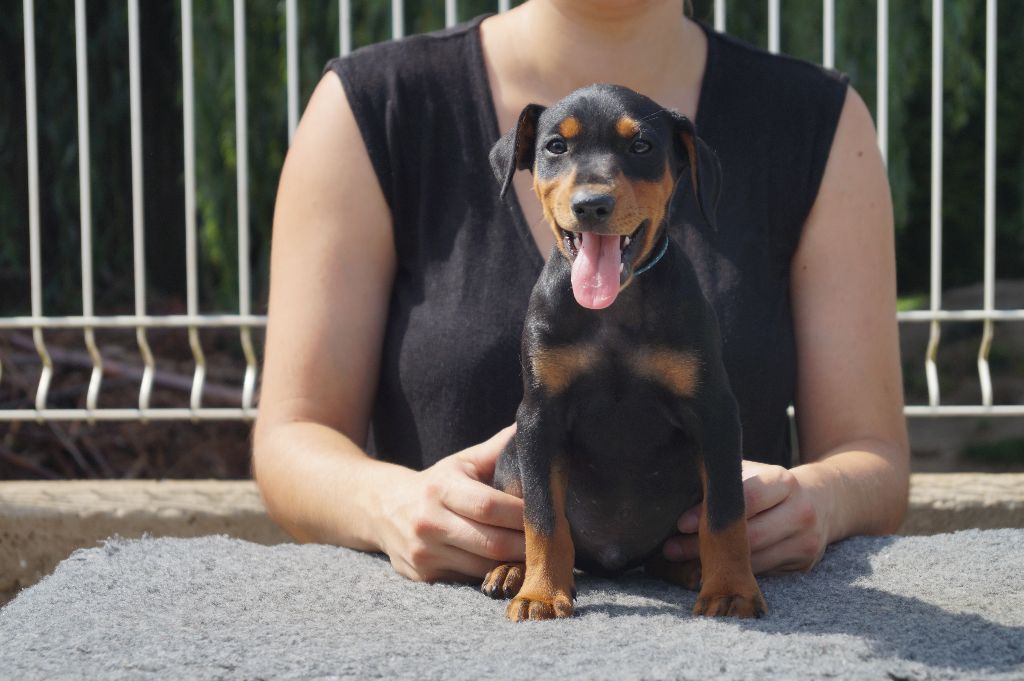 des fringants complices - Pinscher Allemand - Portée née le 29/06/2017