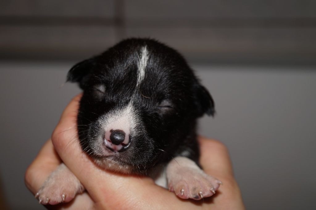 des fringants complices - Basenji - Portée née le 08/12/2020