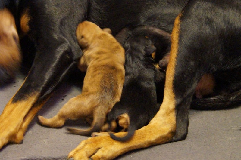 des fringants complices - Pinscher Allemand - Portée née le 06/08/2014
