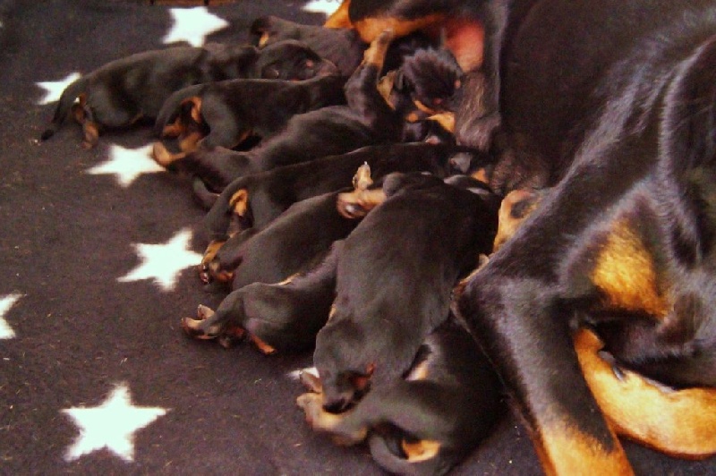 des fringants complices - Pinscher Allemand - Portée née le 27/08/2014