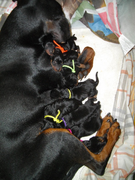 des fringants complices - Pinscher Allemand - Portée née le 20/03/2013