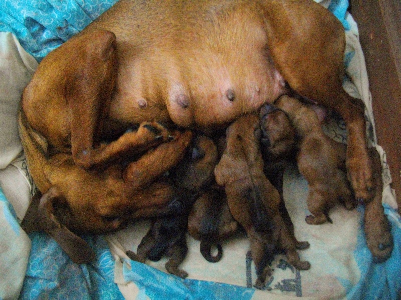 des fringants complices - Pinscher Allemand - Portée née le 07/01/2014