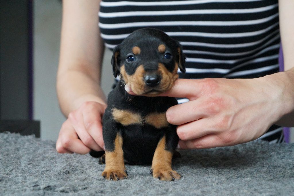 des fringants complices - Pinscher Allemand - Portée née le 29/03/2017