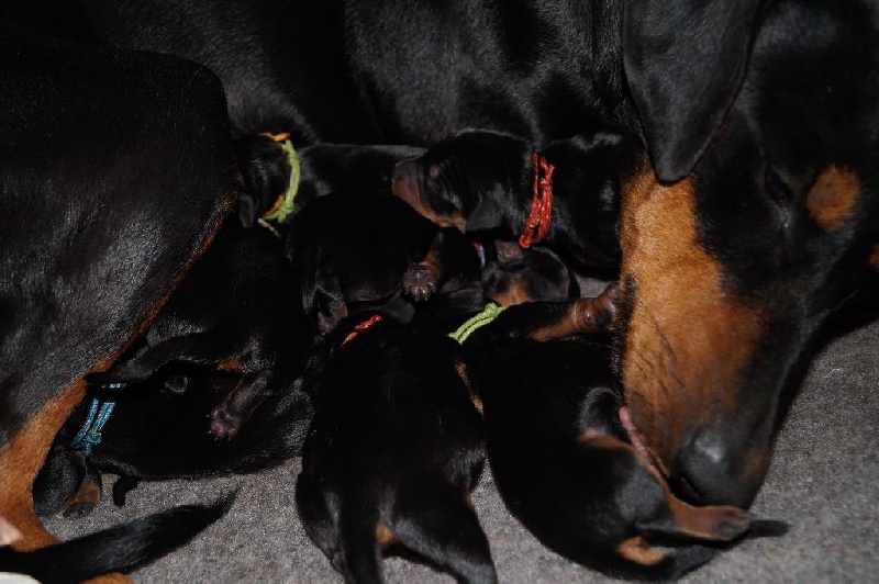 des fringants complices - Pinscher Allemand - Portée née le 16/10/2015