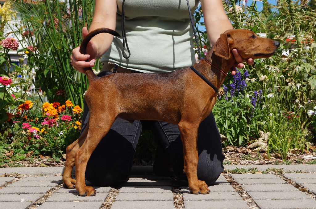 des fringants complices - Pinscher Allemand - Portée née le 01/05/2018